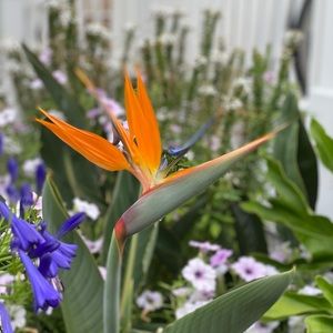 Meet your Posher, Analisa